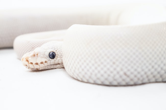 Cosa Significa Sognare Un Serpente Bianco