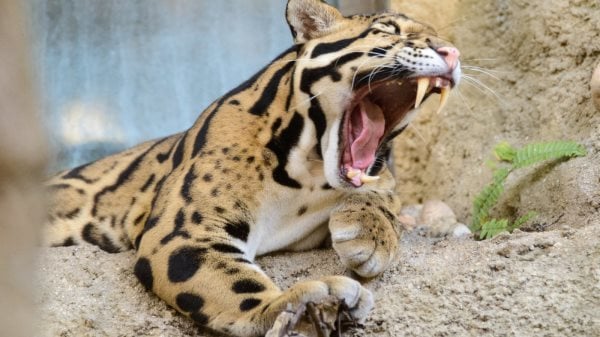 Que mangent les léopards? Tout sur leur alimentation