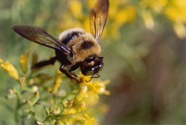 Que mangent les abeilles? Tout sur leur alimentation