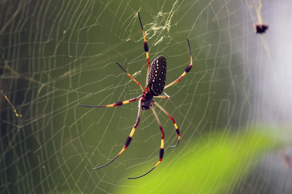 Que mangent les araignées? Tout sur leur alimentation