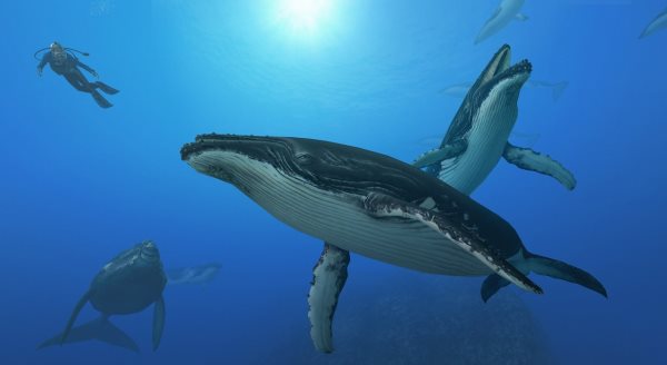 Que mangent les baleines? Tout sur leur alimentation