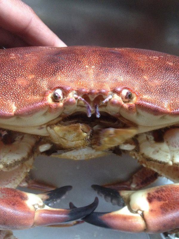 Que mangent les crabes? Tout sur leur alimentation