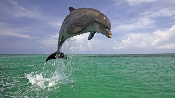 Que mangent les dauphins? Tout sur leur alimentation
