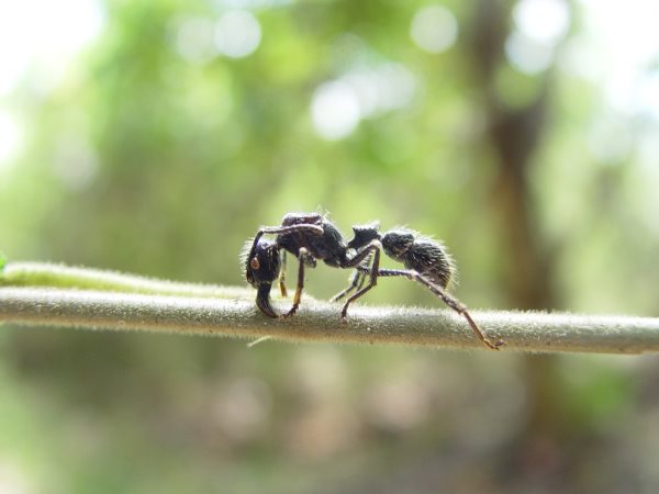 Que mangent les fourmis? Tout sur leur alimentation