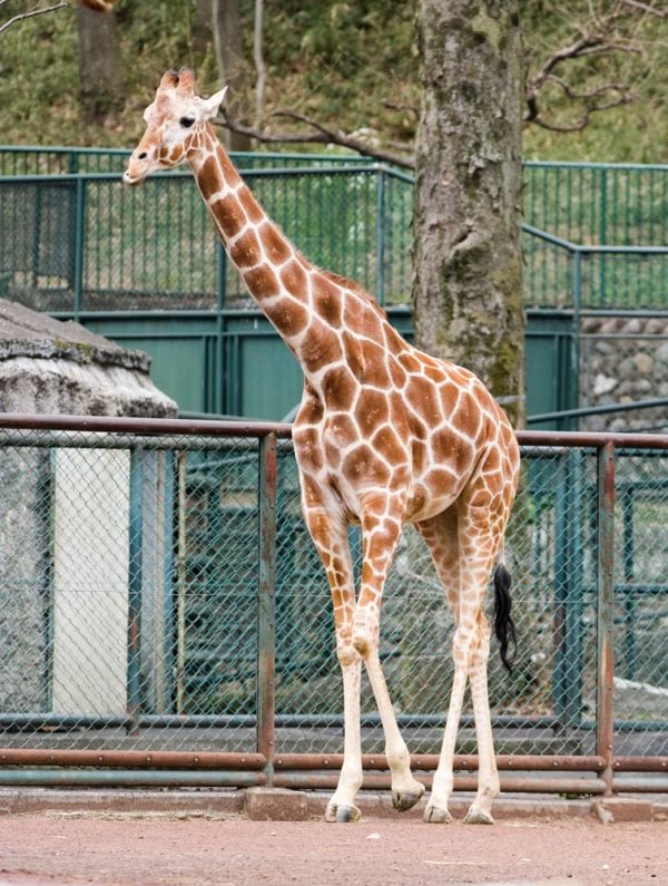 Que mange la girafe? Tout sur son alimentation