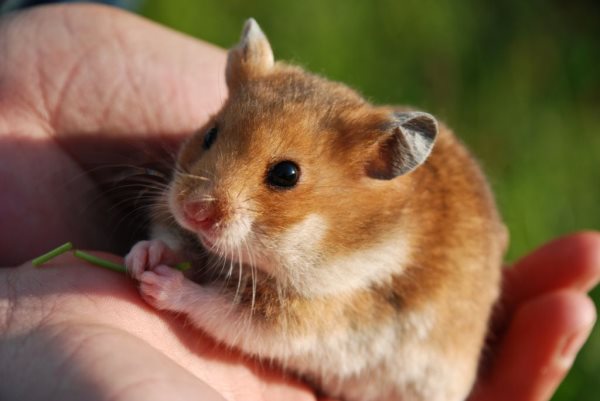 Que mangent les hamsters? Alimentation et caractéristiques