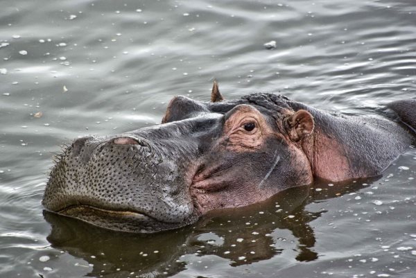 Que mangent les hippopotames? Tout sur leur alimentation