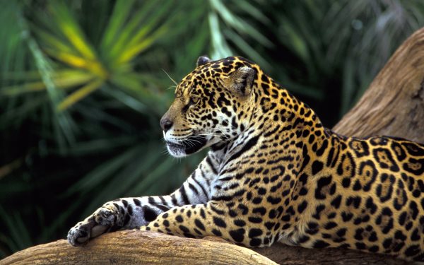 Que mangent les jaguars? Tout sur leur alimentation