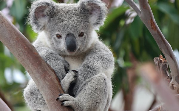Que mangent les koalas? Tout sur leur alimentation