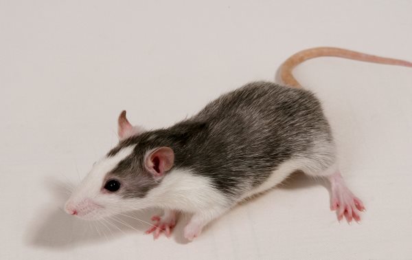 Que mange un rat? Tout sur son alimentation