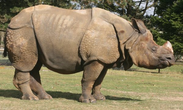 Que mangent les rhinocéros? Tout sur leur alimentation