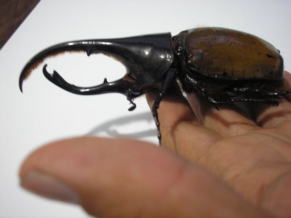 Que mangent les scarabées? Tout sur leur alimentation