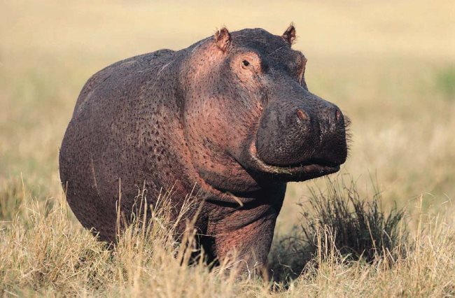 Symbolique de l'hippopotame