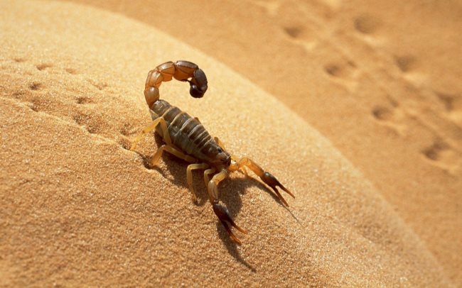 Symbolique du scorpion