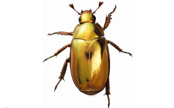 Le scarabEe
