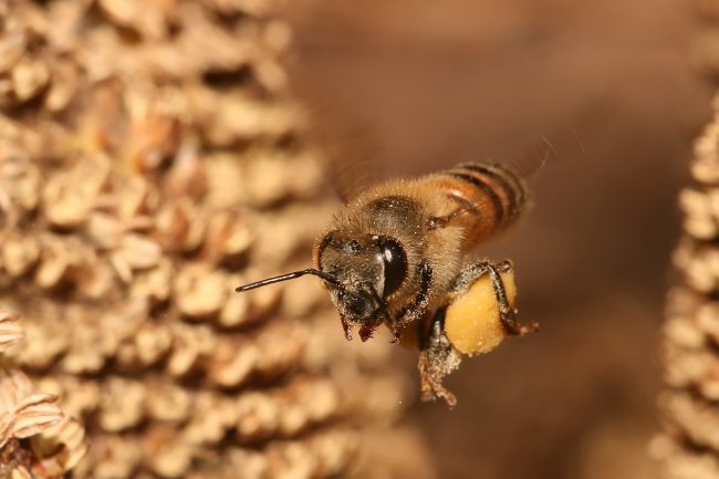 Que signifie rêver d'abeilles ou que celles-ci nous piquent?