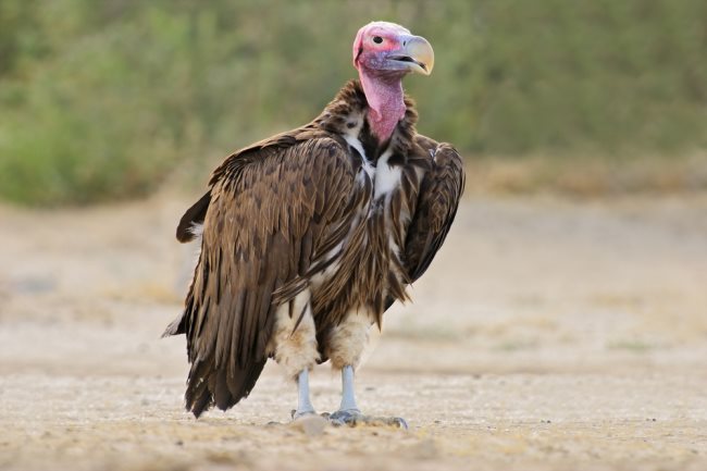 Symbolique du vautour