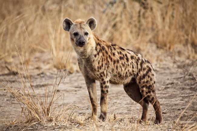 Que mangent les hyènes? Tout sur leur alimentation