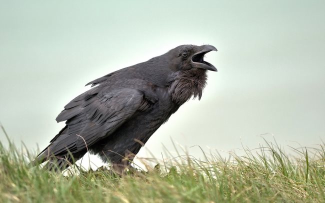 Que mangent les corbeaux? Tout sur leur alimentation