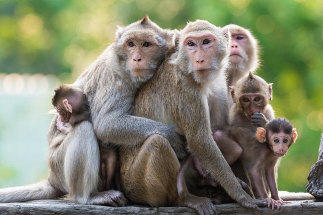 Que mangent les singes? Tout sur leur alimentation