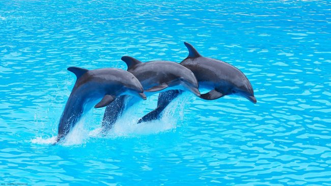Signification réelle des rêves de dauphins