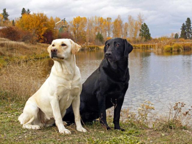 chien 05