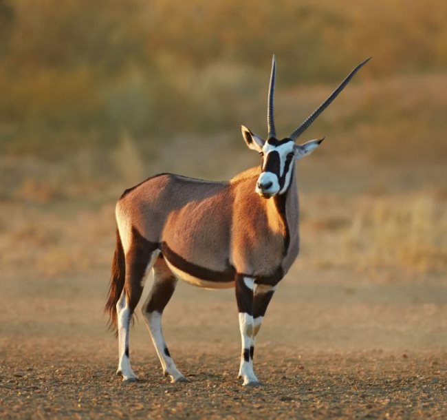 Rêver d'antilope: que vous dit votre subconscient?