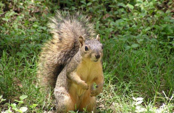 Rêver d'écureuil : qu'est-ce que ça signifie?