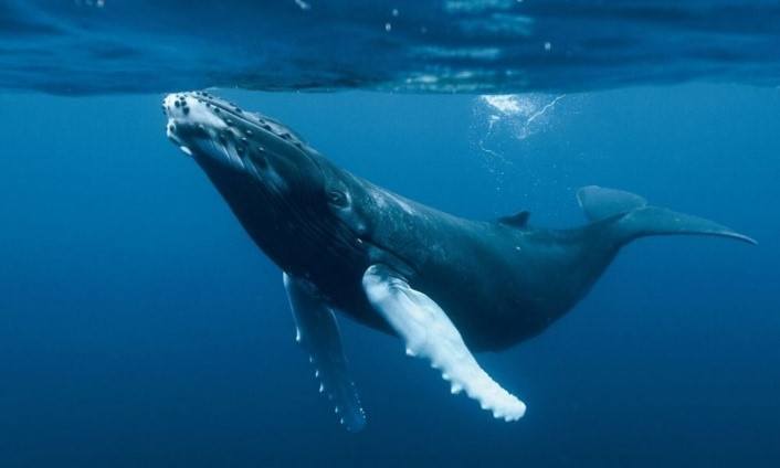 Rêver de baleine. Signification réelle des rêves