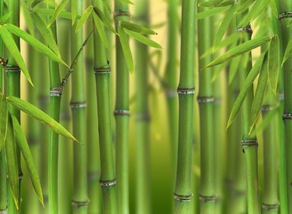 Intéressantes interprétations des rêves de bambou