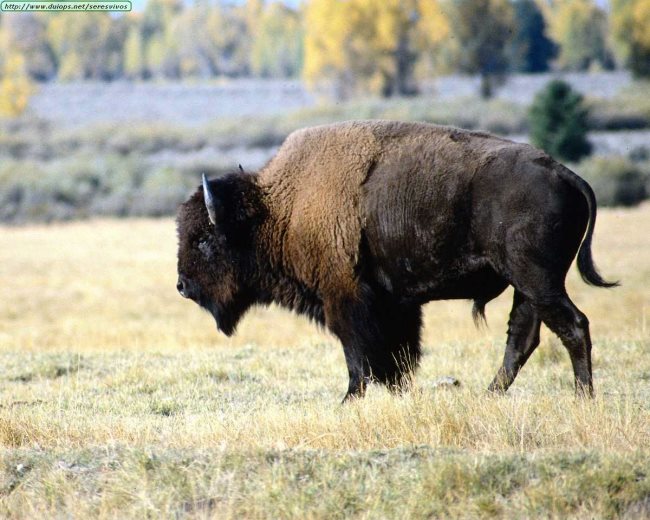 Rêver de bisons: que vous dit votre subconscient?