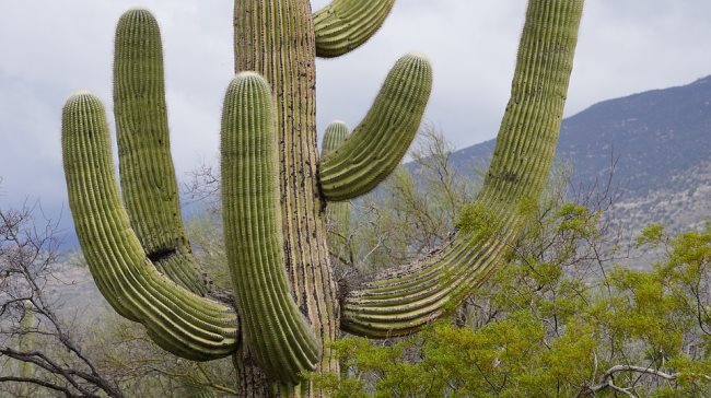 Que signifie rêver d'un cactus?