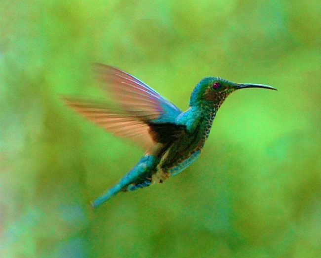 Que signifie rêver de colibri?