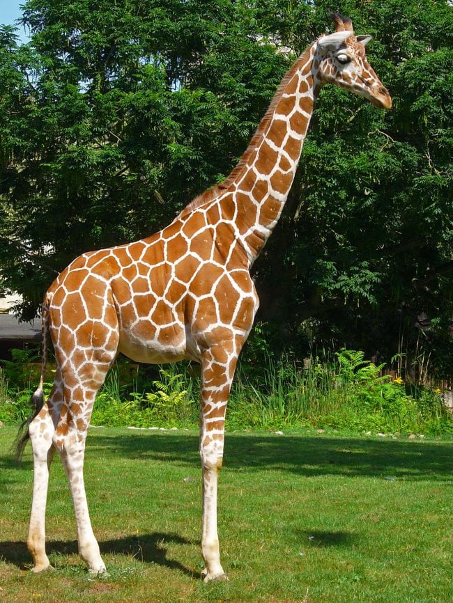 Signification réelle des rêves de girafe