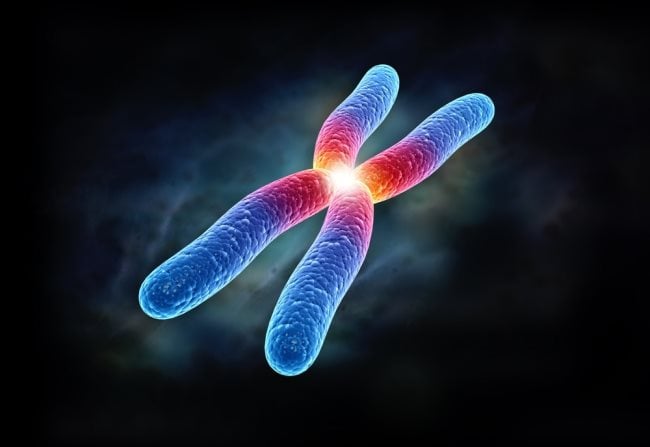 Quelles sont les différentes parties d'un chromosome?