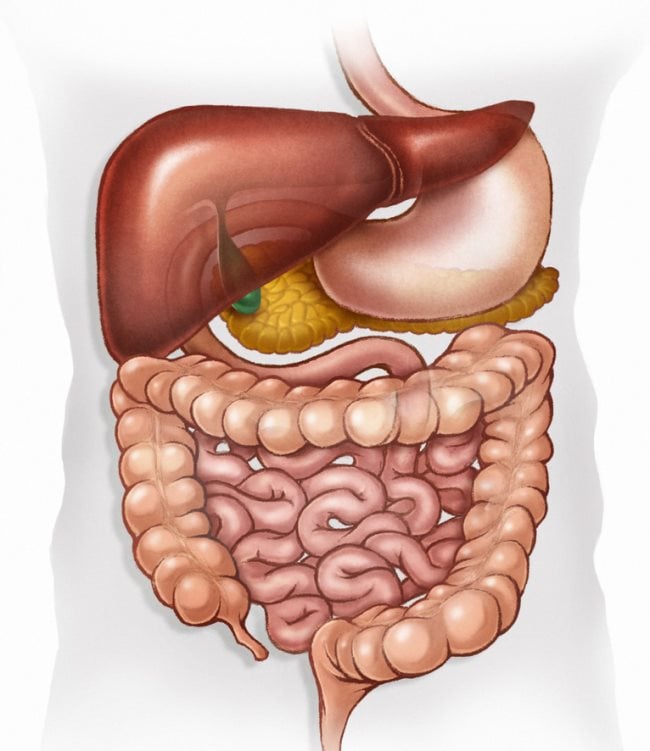 Quelles sont les parties de l'appareil digestif ? 