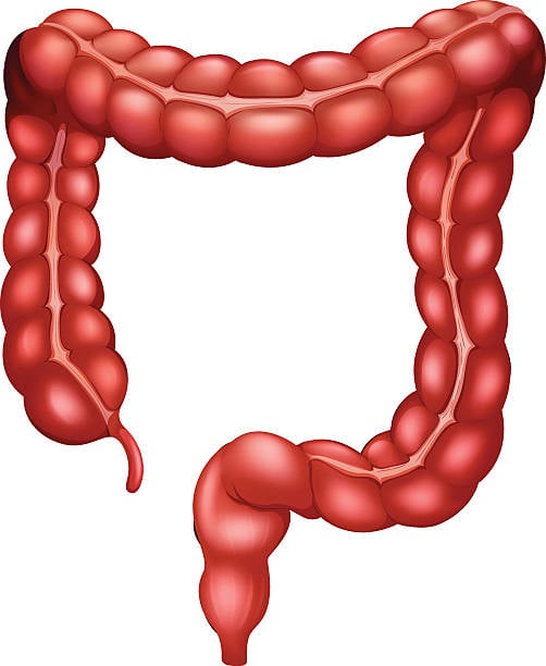 Quelles sont les différentes parties du gros intestin?