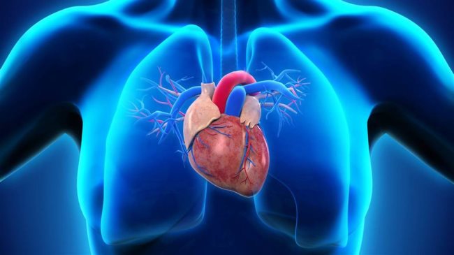 Quelles sont les différentes parties du cœur?