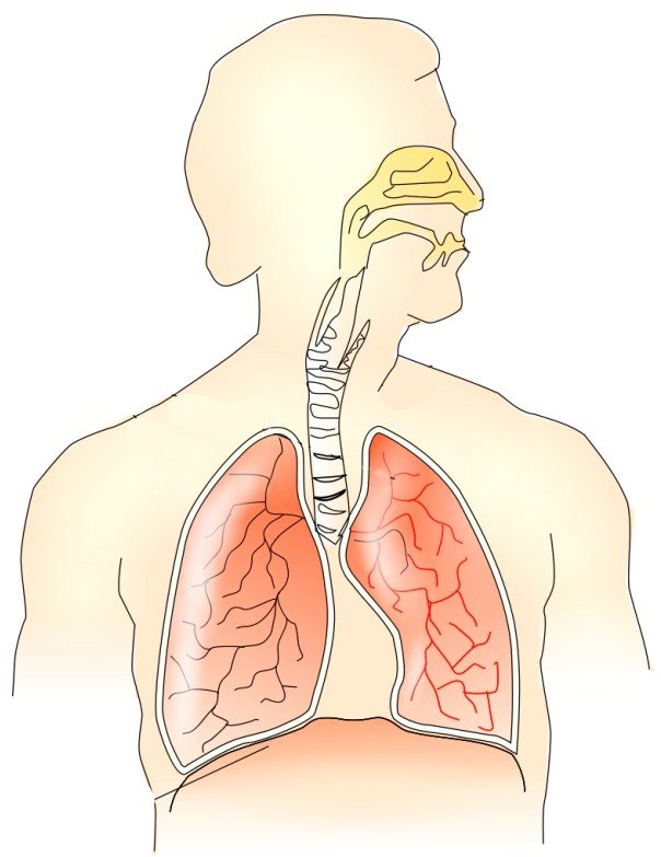 Quelles sont les différentes parties de l'appareil respiratoire?