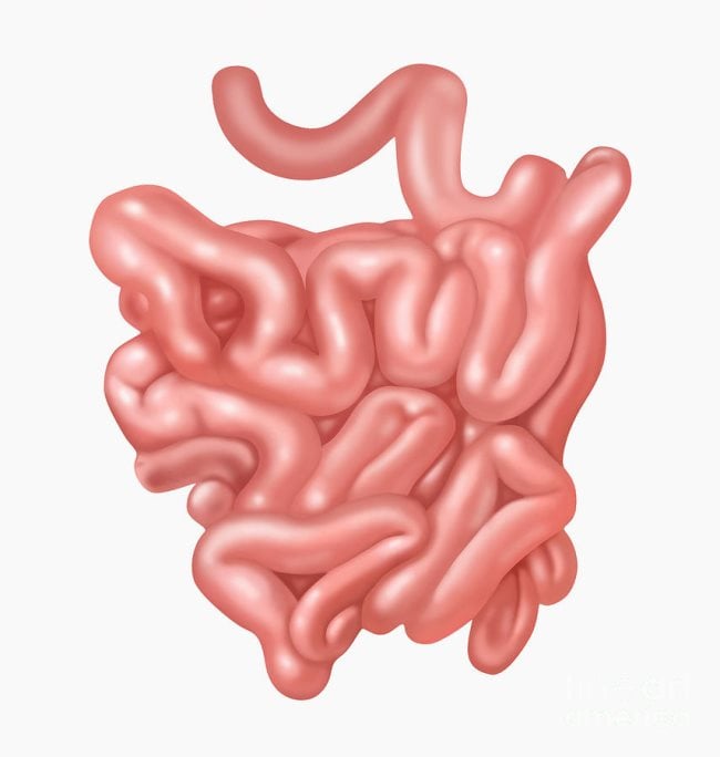 Quelles sont les différentes parties qui composent l'intestin grêle ?