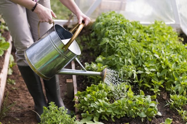 5 erreurs que vous ne devez pas commettre quand vous arrosez vos plantes