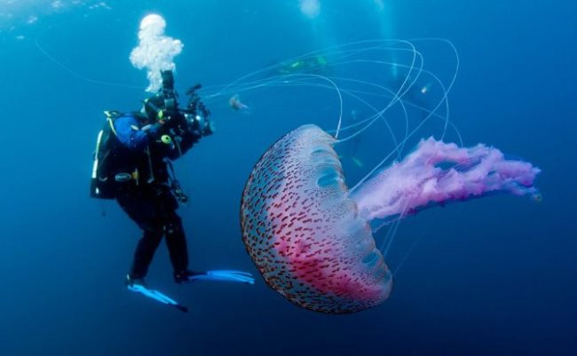6 choses que vous devez savoir des rêves de méduse
