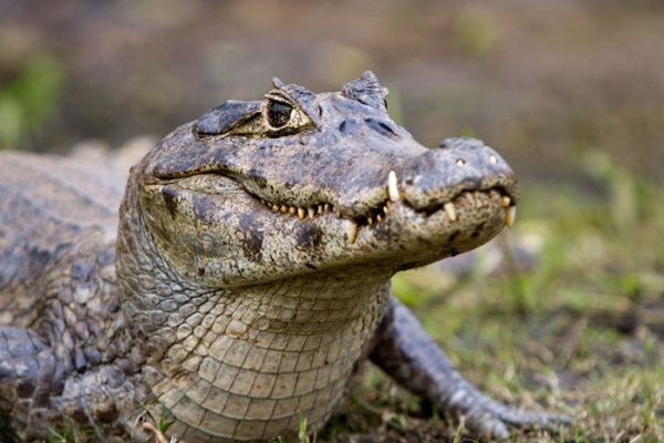 Symbolique de l'alligator et du crocodile