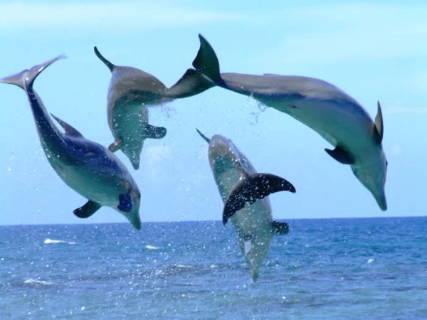 dauphins2