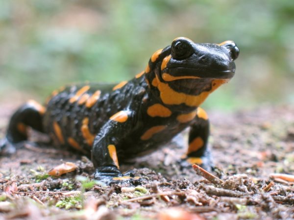 Symbolique de la salamandre