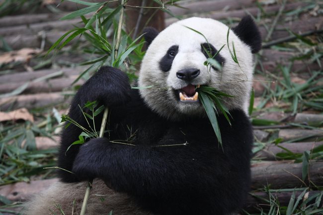 Panda manges