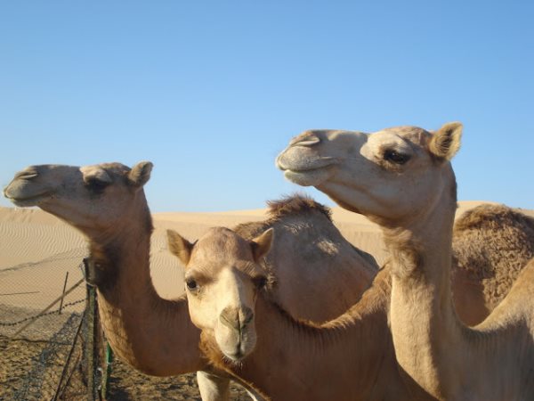 Symbolique du chameau