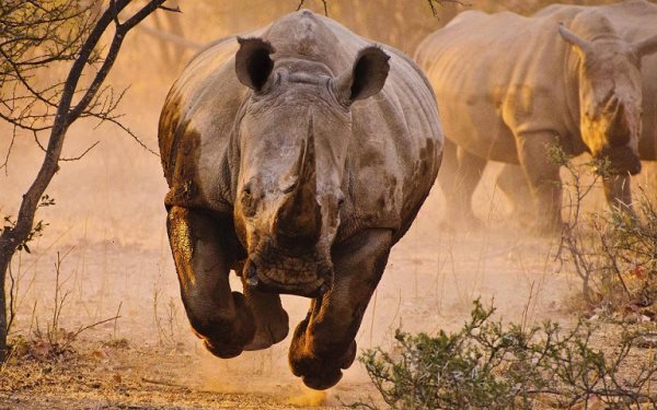 Symbolique du rhinocéros