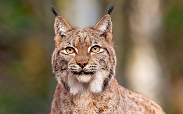 Symbolique du Lynx