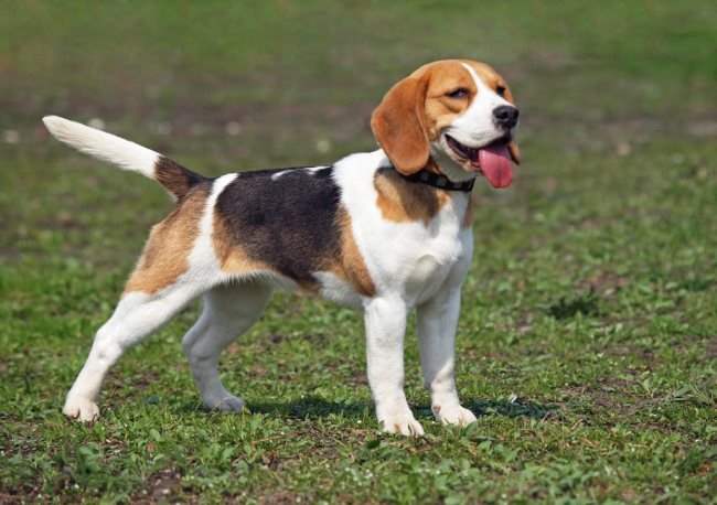 les beagles